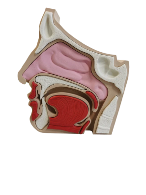Model Edukacyjny Przekrój Nosa i Zatok - Anatomiczne Puzzle