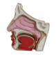 Model Edukacyjny Przekrój Nosa i Zatok - Anatomiczne Puzzle (1)