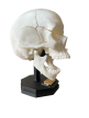 Model Edukacyjny Czaszki Dorosłego Człowieka - Rozkładany na Magnesy (Personalizowany) (7)