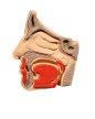Model Edukacyjny Przekrój Nosa i Zatok - Anatomiczne Puzzle (2)