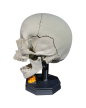 Model Edukacyjny Czaszki Dorosłego Człowieka - Rozkładany na Magnesy (Personalizowany) (5)