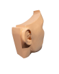 Model Edukacyjny Przekrój Nosa i Zatok - Anatomiczne Puzzle (4)