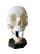 Model Edukacyjny Czaszki Dorosłego Człowieka - Rozkładany na Magnesy (Personalizowany) (8)