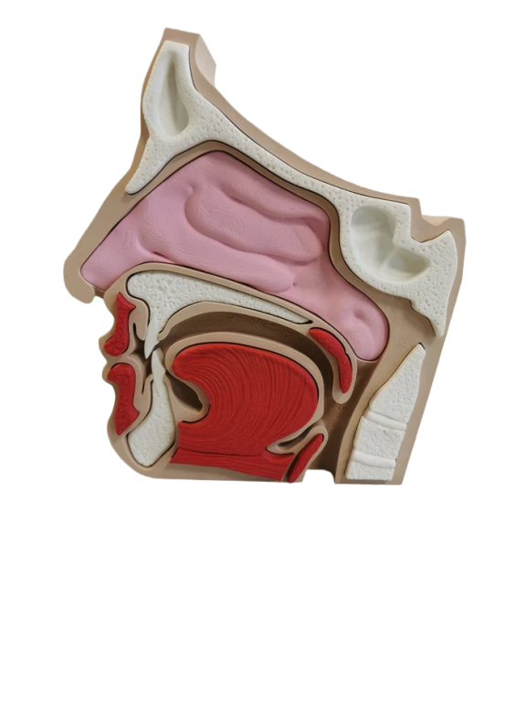 Model Edukacyjny Przekrój Nosa i Zatok - Anatomiczne Puzzle