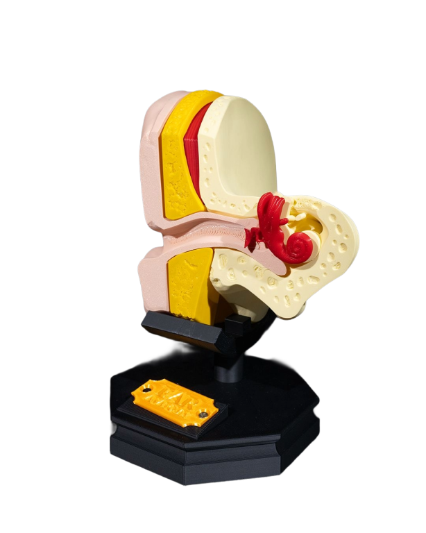 Model Edukacyjny Ucha na Stojaku - Rozkładany (Personalizowany) (5)