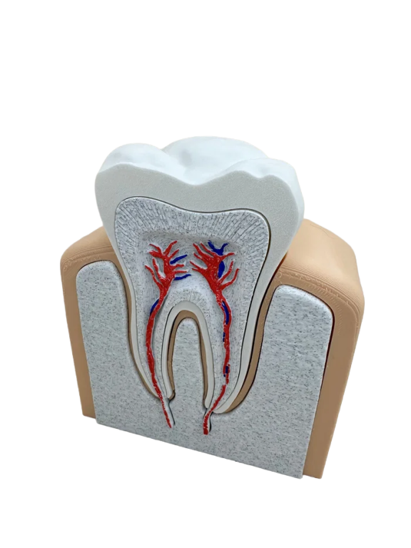 Model Edukacyjny Anatomiczny Przekrój Zęba Zdrowy Ząb Przedtrzonowy (7)