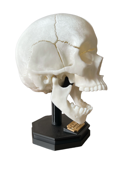 Model Edukacyjny Czaszki Dorosłego Człowieka - Rozkładany na Magnesy (Personalizowany) (7)