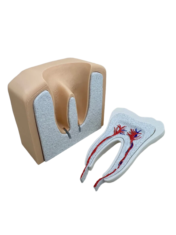 Model Edukacyjny Anatomiczny Przekrój Zęba Zdrowy Ząb Przedtrzonowy (8)
