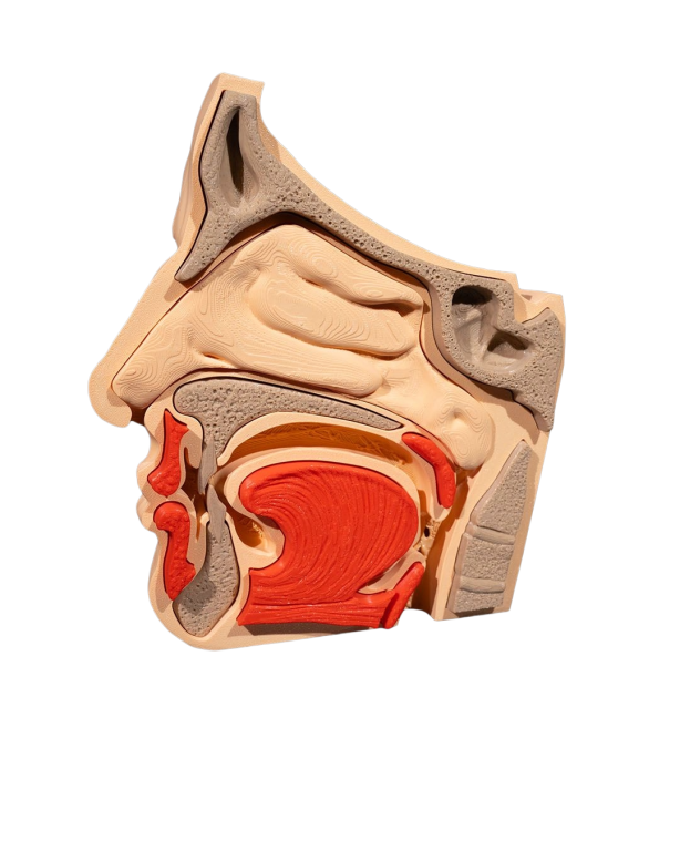 Model Edukacyjny Przekrój Nosa i Zatok - Anatomiczne Puzzle (2)