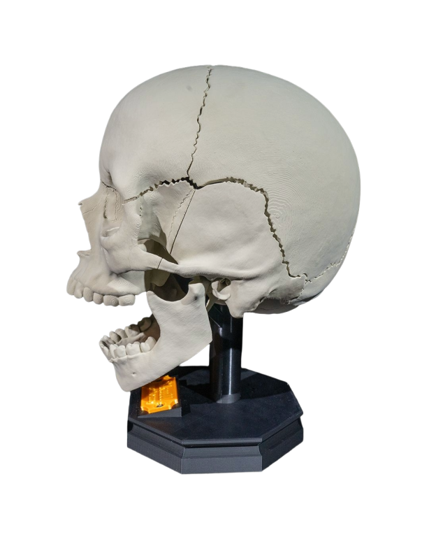 Model Edukacyjny Czaszki Dorosłego Człowieka - Rozkładany na Magnesy (Personalizowany) (5)