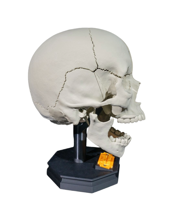 Model Edukacyjny Czaszki Dorosłego Człowieka - Rozkładany na Magnesy (Personalizowany) (3)