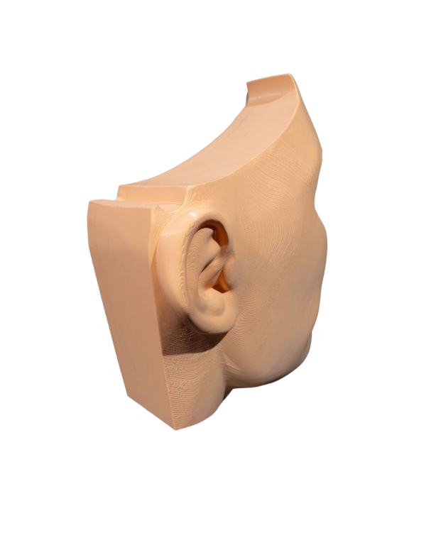 Model Edukacyjny Przekrój Nosa i Zatok - Anatomiczne Puzzle (4)