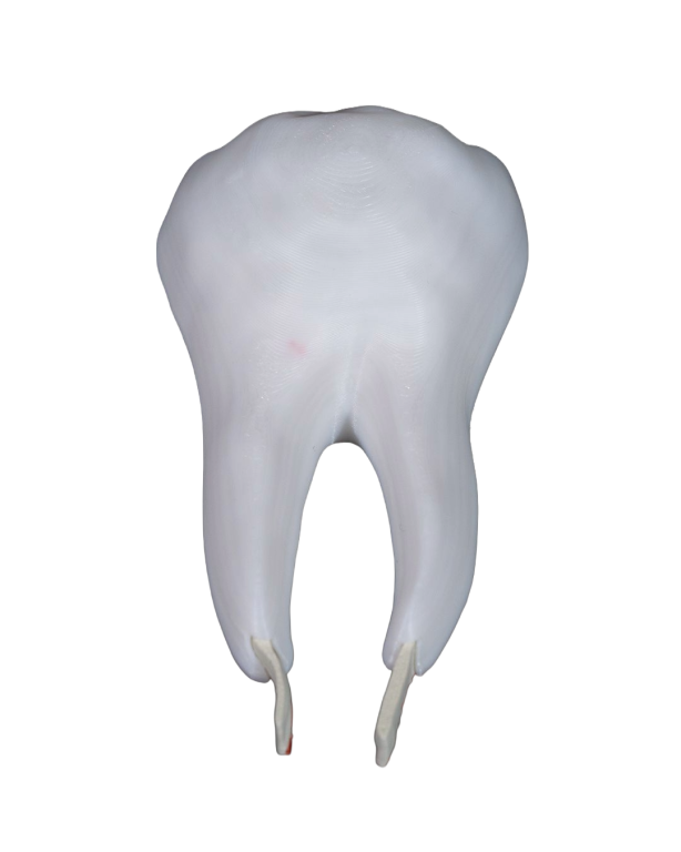 Model Edukacyjny Anatomiczny Przekrój Zęba Zdrowy Ząb Przedtrzonowy (5)