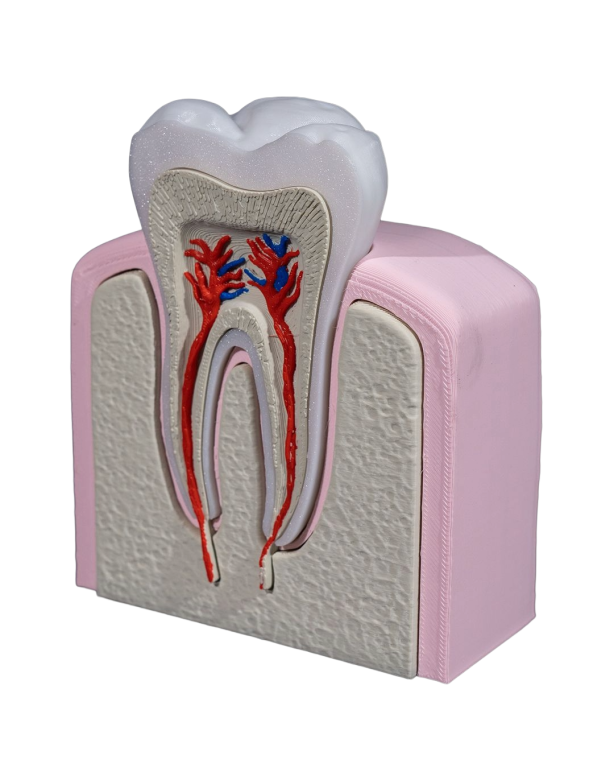 Model Edukacyjny Anatomiczny Przekrój Zęba Zdrowy Ząb Przedtrzonowy (2)
