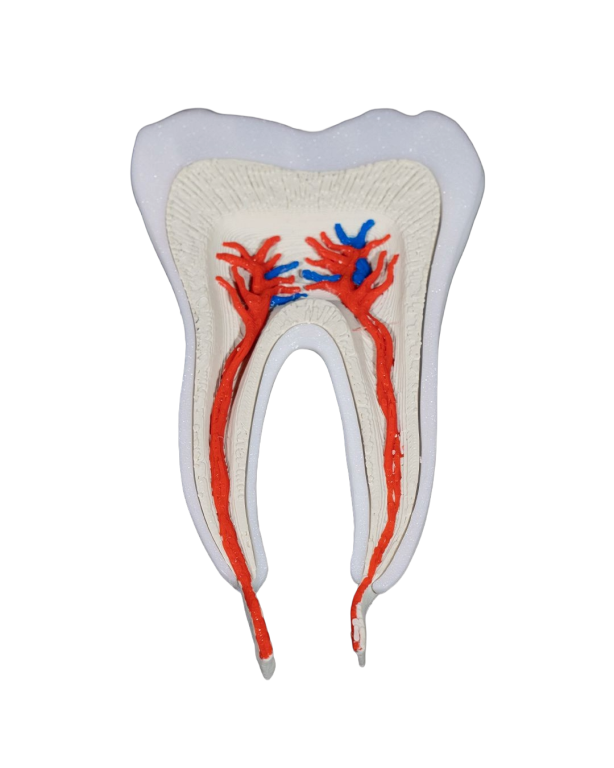Model Edukacyjny Anatomiczny Przekrój Zęba Zdrowy Ząb Przedtrzonowy (4)
