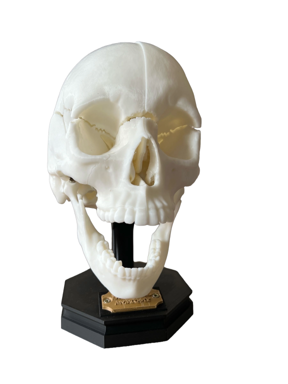 Model Edukacyjny Czaszki Dorosłego Człowieka - Rozkładany na Magnesy (Personalizowany) (8)
