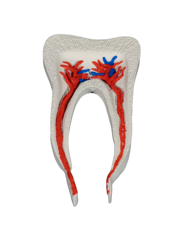 Model Edukacyjny Anatomiczny Przekrój Zęba Zdrowy Ząb Przedtrzonowy (6)